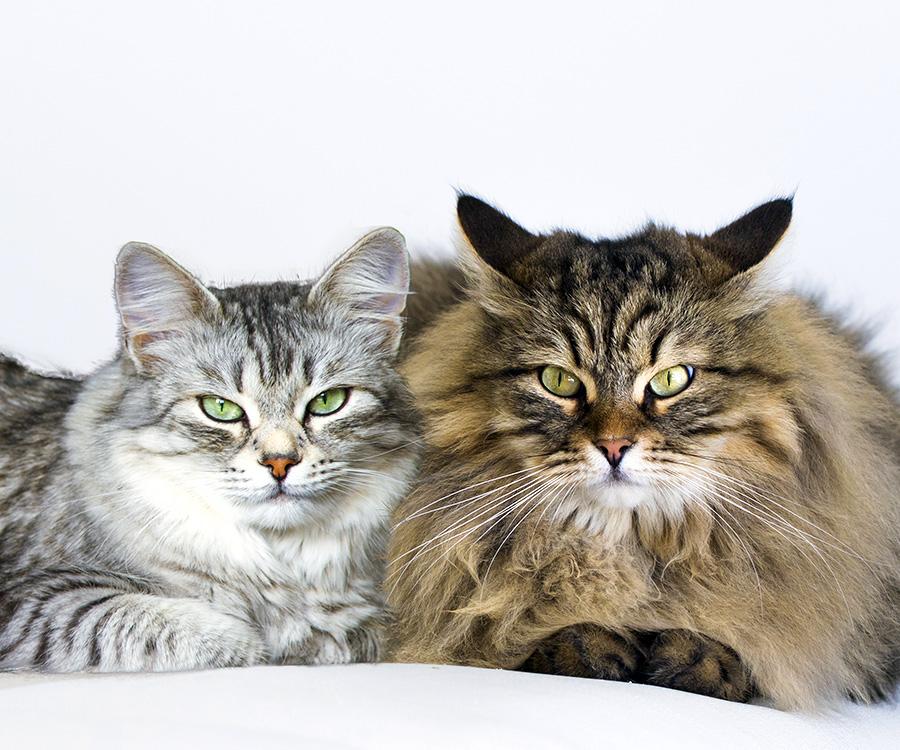 Why Do Female Cats Roll Around After Mating? Feline Mating Behaviors Decoded