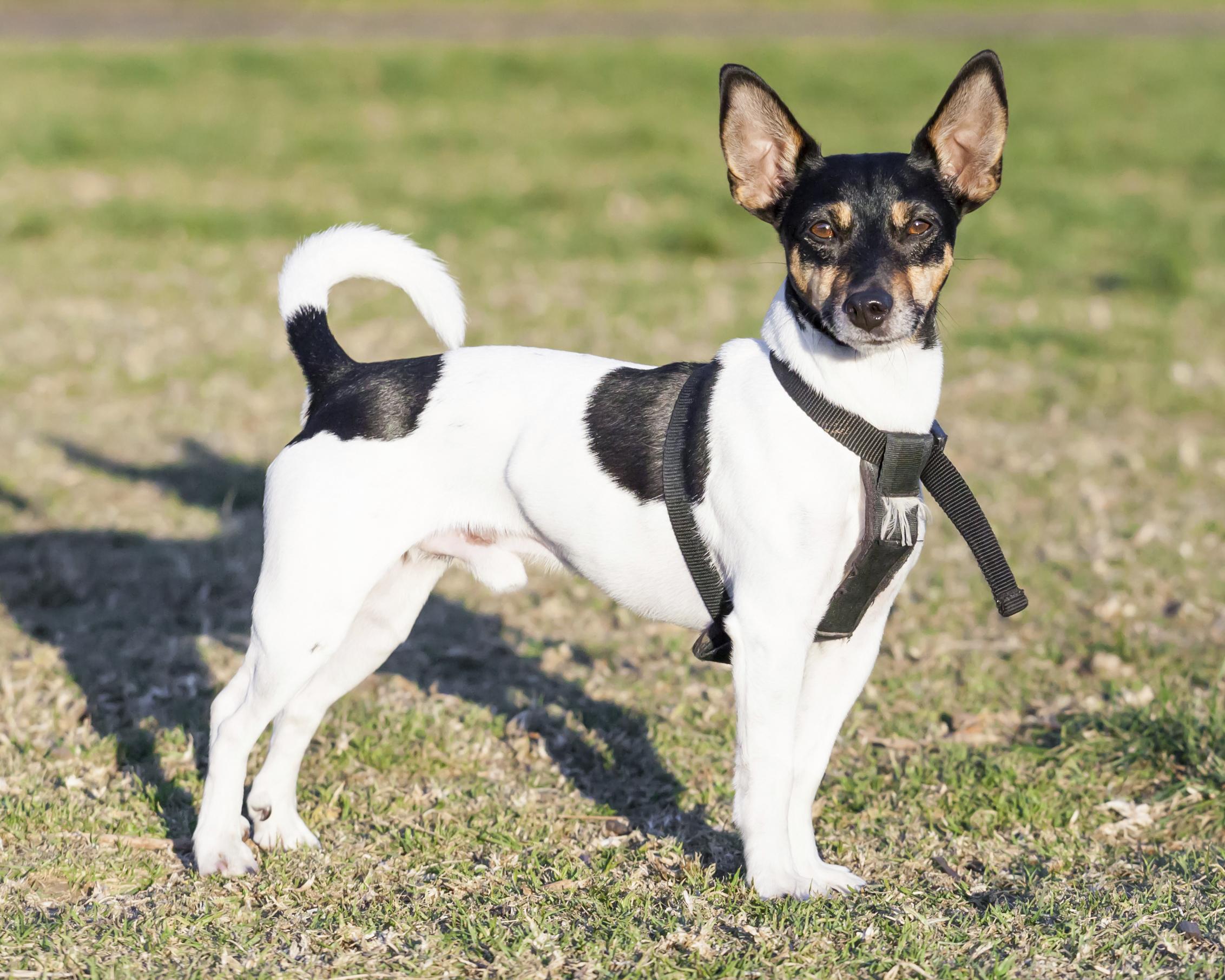 Understanding the Unique Traits‍ of Your Rat⁢ Terrier Chihuahua Mix