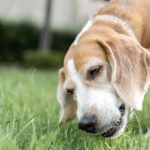 Why Do Dogs Eat Grass? What It Means and When to Worry