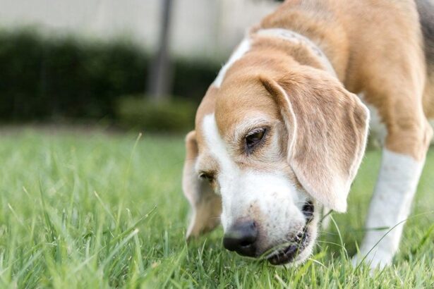 Why Do Dogs Eat Grass? What It Means and When to Worry