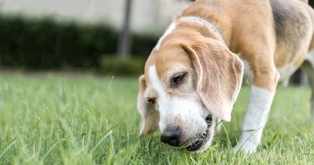 Why Do Dogs Eat Grass? What It Means and When to Worry