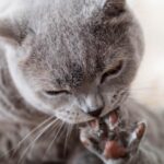 What It Means When A Cat Licks Its Paws After Eating: Feline Habits Demystified