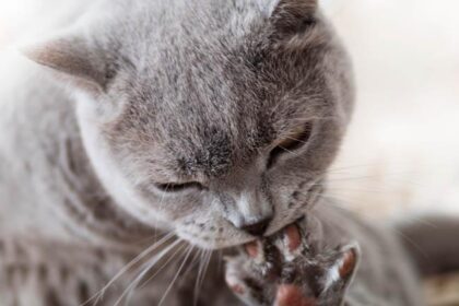 What It Means When A Cat Licks Its Paws After Eating: Feline Habits Demystified