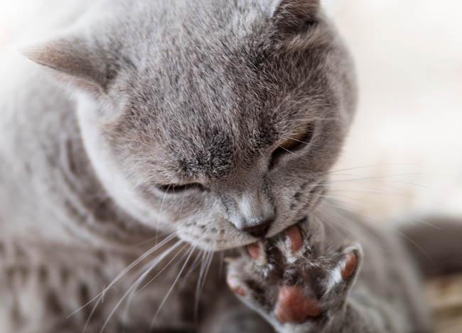 What It Means When A Cat Licks Its Paws After Eating: Feline Habits Demystified