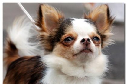 How To Figure Out How Old Your Chihuahua Is: Tips for Aging Your Pup