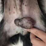 Diseases Of The Scrotum In Dogs: Signs, Causes, and Treatments