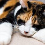 Signs That Your Cat Is Dehydrated: Spotting the Red Flags