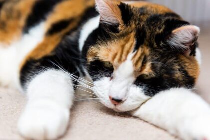 Signs That Your Cat Is Dehydrated: Spotting the Red Flags