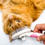 How Often Should You Groom Your Cat? Tips for a Healthy Coat