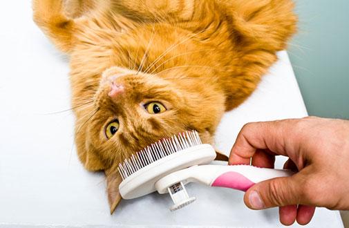 How Often Should You Groom Your Cat? Tips for a Healthy Coat