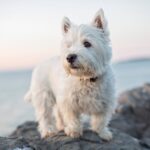 Difference Between Westie And Scottie Dogs: A Side-by-Side Comparison