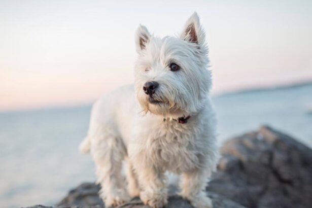 Difference Between Westie And Scottie Dogs: A Side-by-Side Comparison