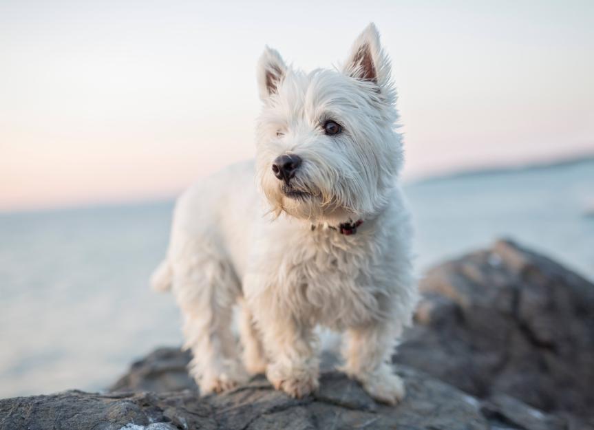 Difference Between Westie And Scottie Dogs: A Side-by-Side Comparison