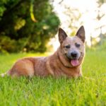 How Big Do Red Heeler Dogs Get? Size, Growth, and Care Tips