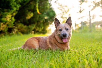 How Big Do Red Heeler Dogs Get? Size, Growth, and Care Tips