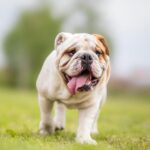 Differences Between English & British Bulldogs: A Breed Breakdown