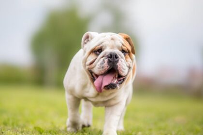 Differences Between English & British Bulldogs: A Breed Breakdown