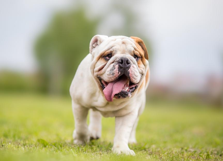 Differences Between English & British Bulldogs: A Breed Breakdown