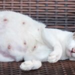 How Old Does A Cat Have To Be To Get Pregnant? Feline Facts to Know