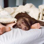 Should I Let My Dog Sleep In My Bed With Me? Pros and Cons Explained