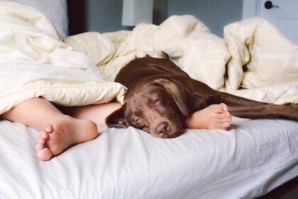 Should I Let My Dog Sleep In My Bed With Me? Pros and Cons Explained