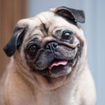 Are Pugs Purebred Dogs? Understanding Pug Pedigrees