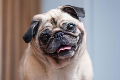 Are Pugs Purebred Dogs? Understanding Pug Pedigrees