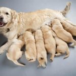 Behaviors Of A Mother Dog After Birthing: What to Expect and How to Help