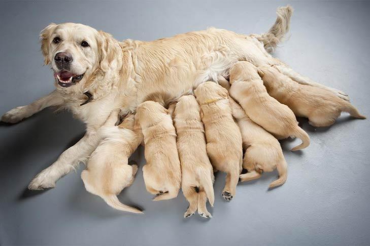 Behaviors Of A Mother Dog After Birthing: What to Expect and How to Help