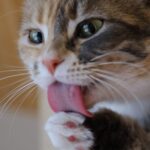 Why Is My Cat Licking Things? Common Causes and Solutions