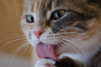 Why Is My Cat Licking Things? Common Causes and Solutions