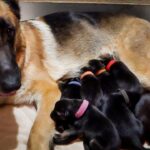 How To Take Care Of Newborn German Shepherd Puppies: A New Owner’s Guide