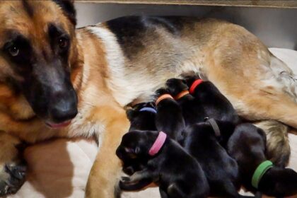 How To Take Care Of Newborn German Shepherd Puppies: A New Owner’s Guide