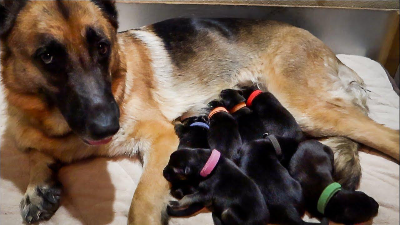 How To Take Care Of Newborn German Shepherd Puppies: A New Owner’s Guide