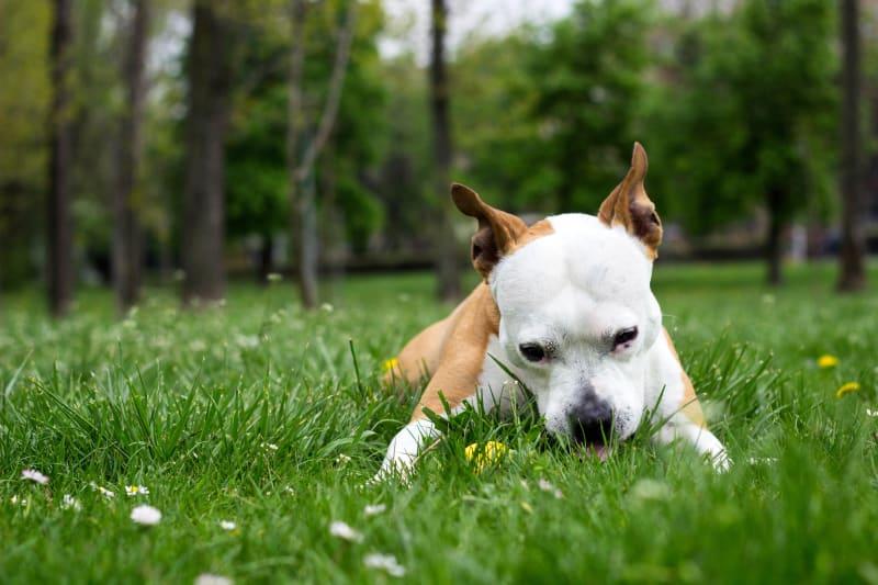 Understanding⁤ the Natural Instincts​ Behind Grass Eating in Dogs