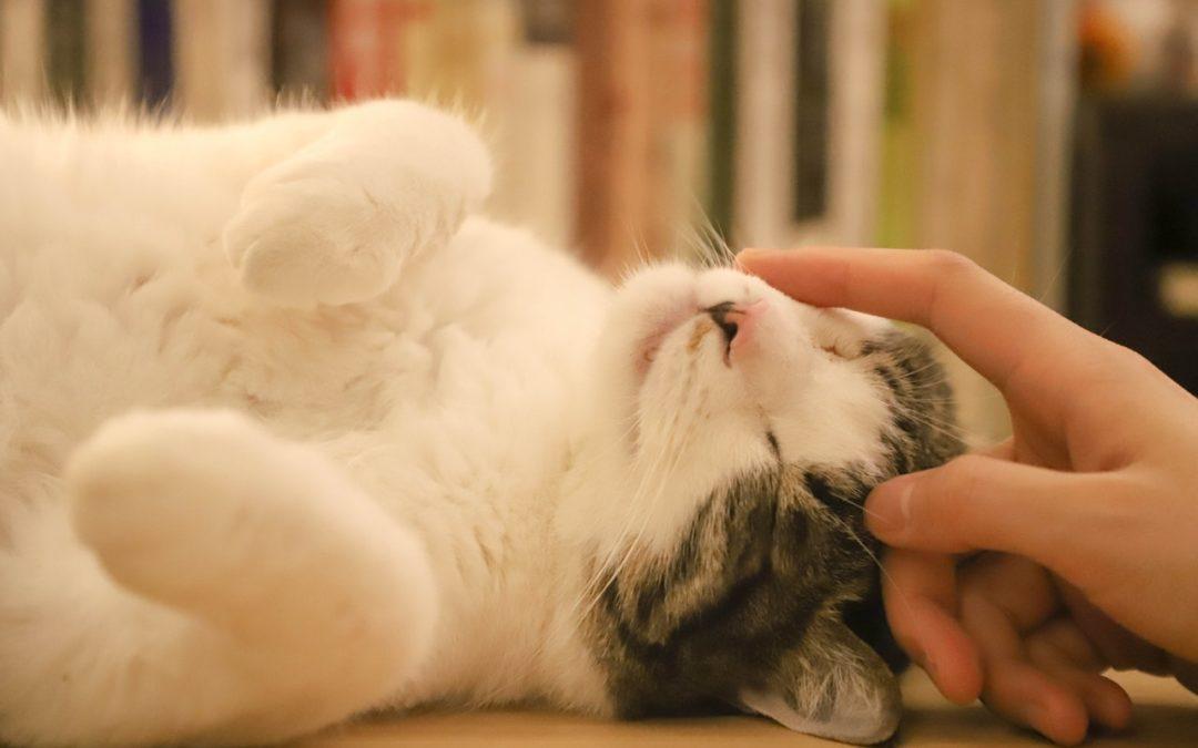 Understanding the ‍Comfort of Cat⁢ Cuddles and Their Cozy ​Habits