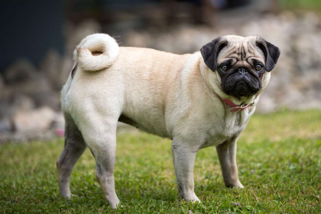 Are Pugs Purebred Dogs