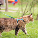 Can You Walk a Cat on a Leash