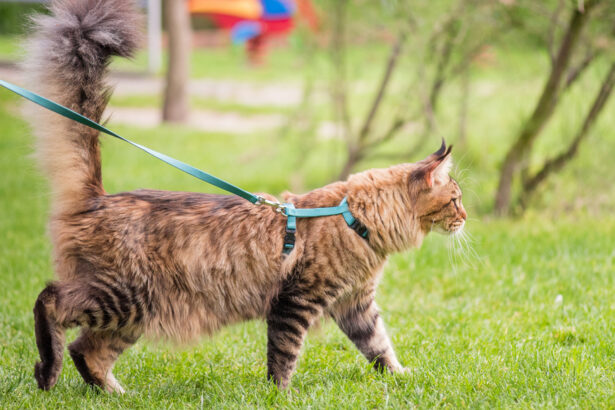 Can You Walk a Cat on a Leash