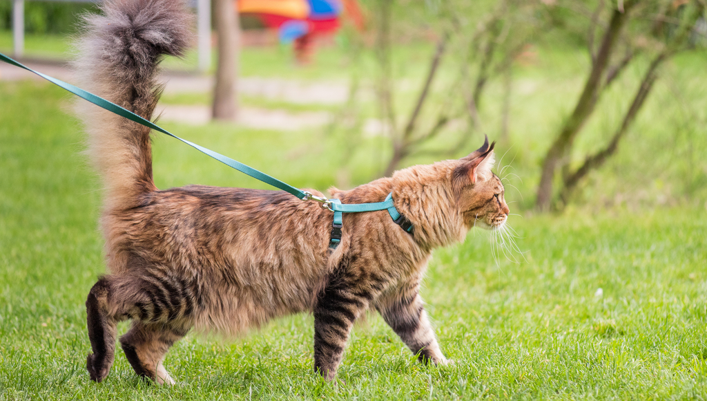 Can You Walk a Cat on a Leash