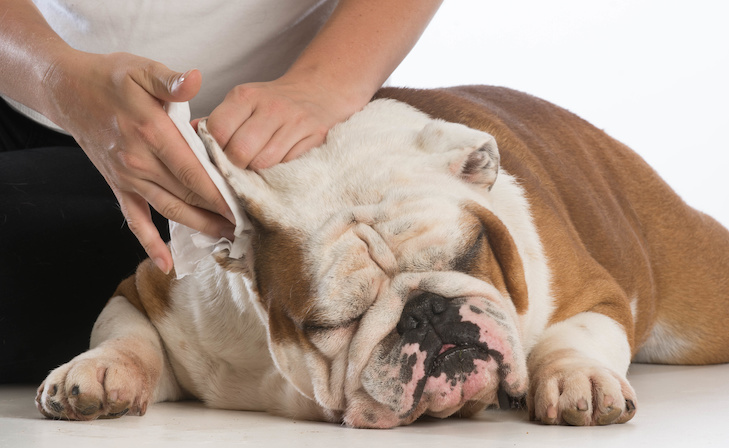 Clean Your Dog's Ears