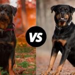 Difference Between An American Rottweiler And A German Rottweiler