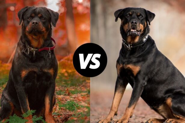 Difference Between An American Rottweiler And A German Rottweiler