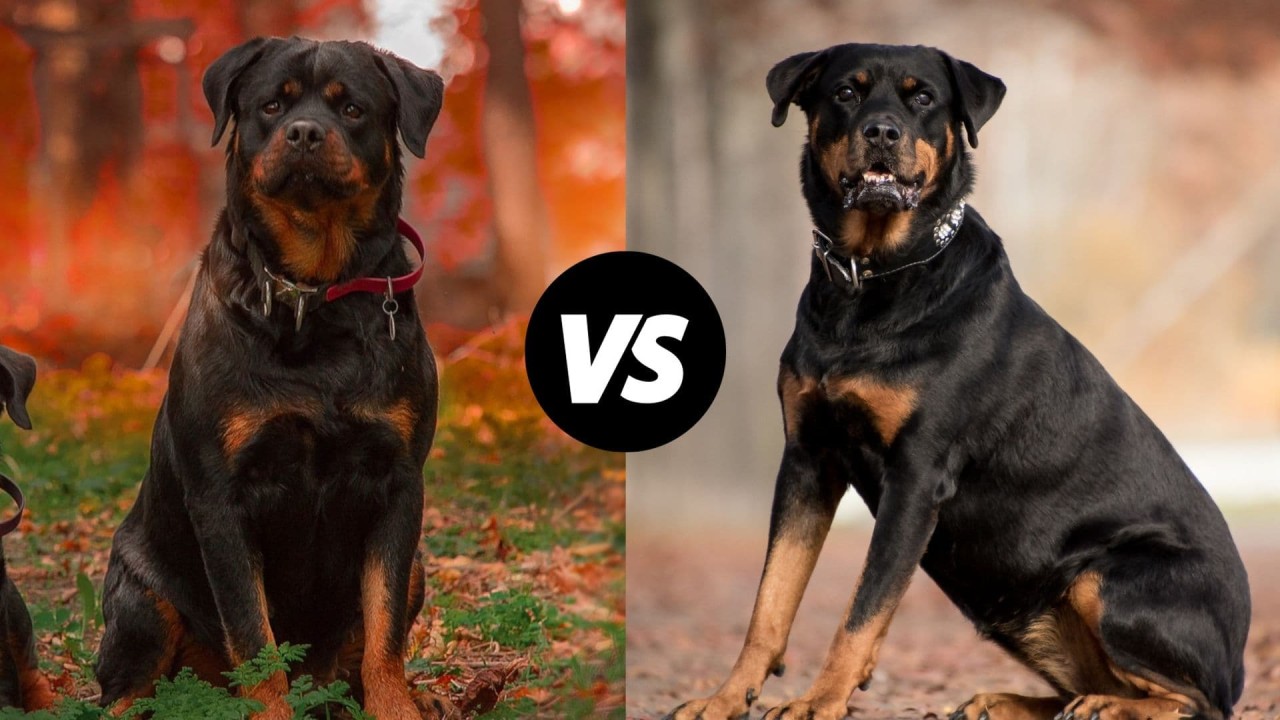 Difference Between An American Rottweiler And A German Rottweiler