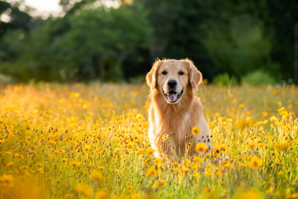 Golden Retrievers A Good Option To Bring Into A Home With Kids