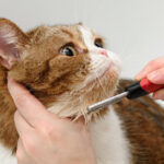 Home Remedies For Lice Treatments For Kittens