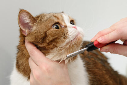 Home Remedies For Lice Treatments For Kittens