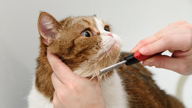 Home Remedies For Lice Treatments For Kittens