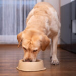 How Much Do I Feed A Labrador Dog