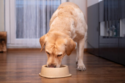 How Much Do I Feed A Labrador Dog